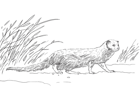 Indian Gray Mongoose Coloring Page